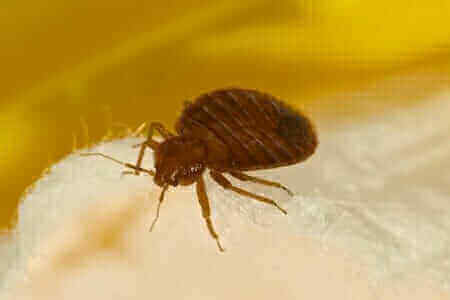 Prevent Bed Bug Infestations With These Helpful Tips
