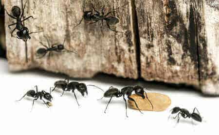 Get Ready for Carpenter Ants to Come out of Hibernation 