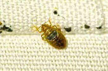 Signs bed bugs